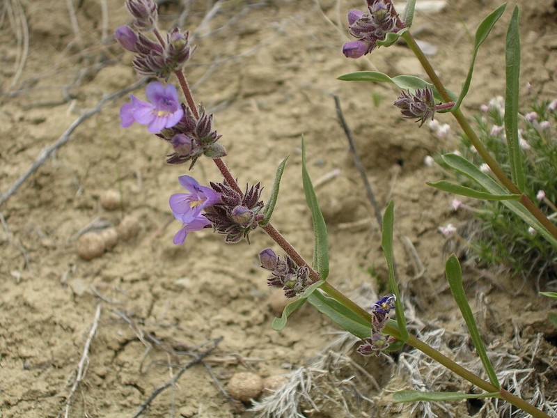 Kaiparowits Beardtongue photo 2