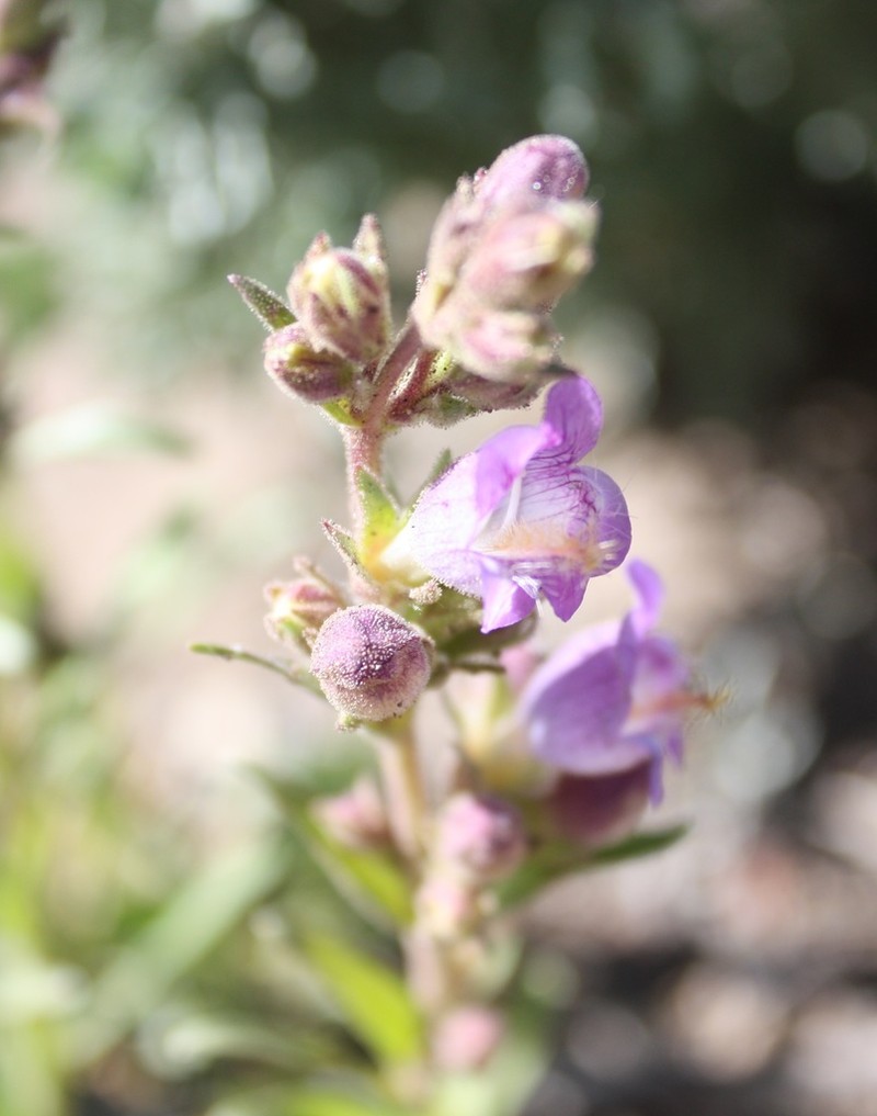 Kaiparowits Beardtongue photo 3