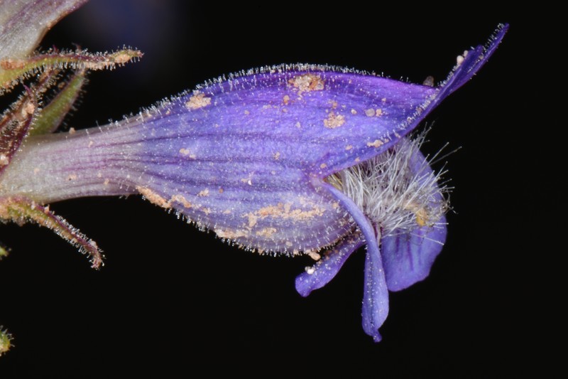 Kaiparowits Beardtongue photo 4