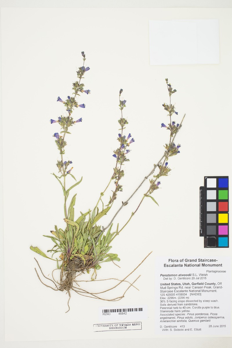 Kaiparowits Beardtongue photo 5
