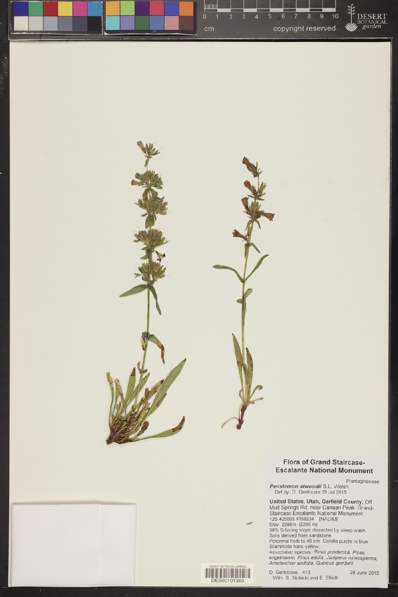 Kaiparowits Beardtongue photo 6