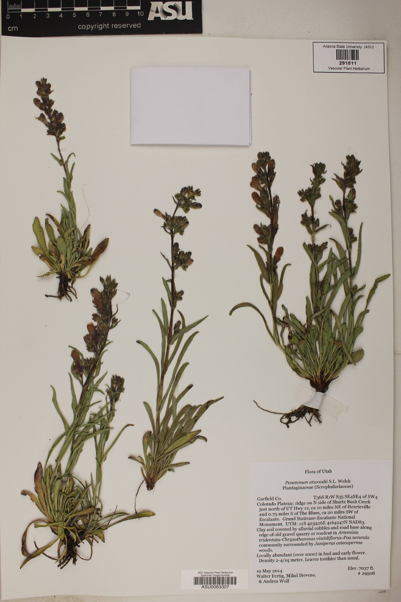 Kaiparowits Beardtongue photo 7