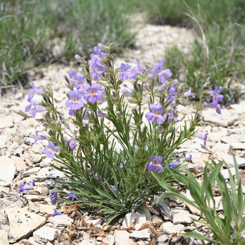 Colorado Beardtongue