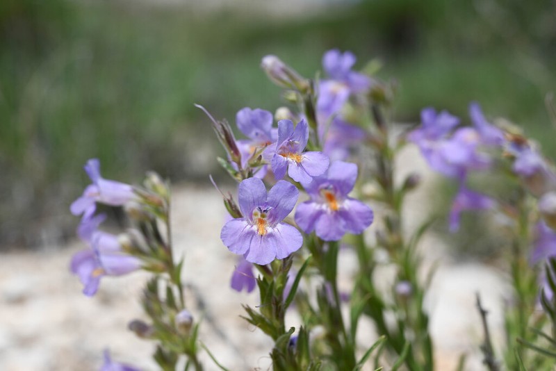 Colorado Beardtongue photo 2