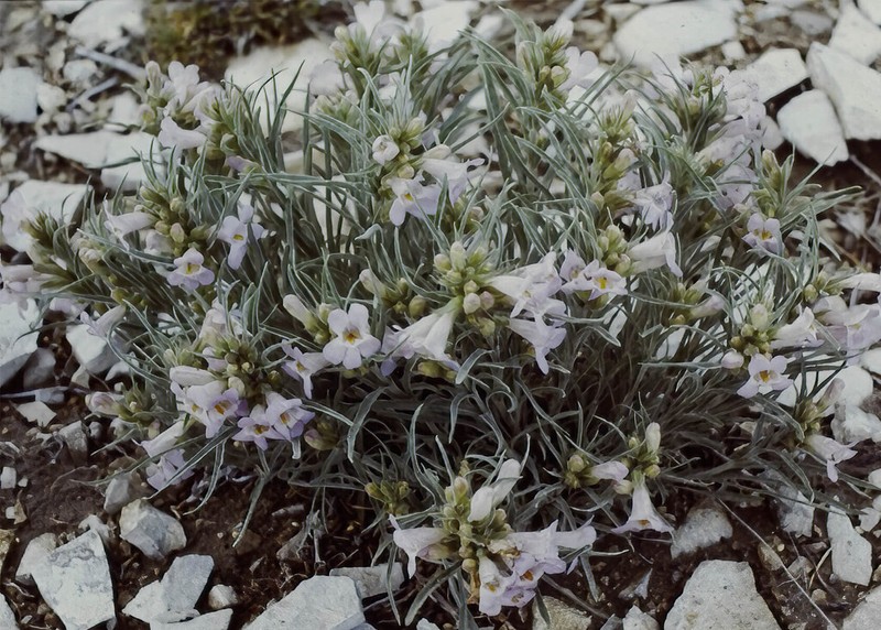 Colorado Beardtongue photo 3
