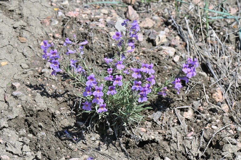 Colorado Beardtongue photo 5