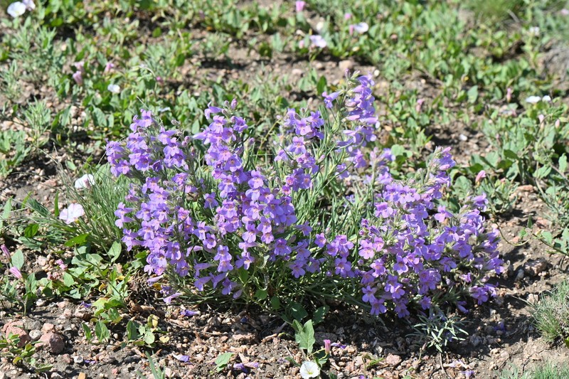 Colorado Beardtongue photo 6