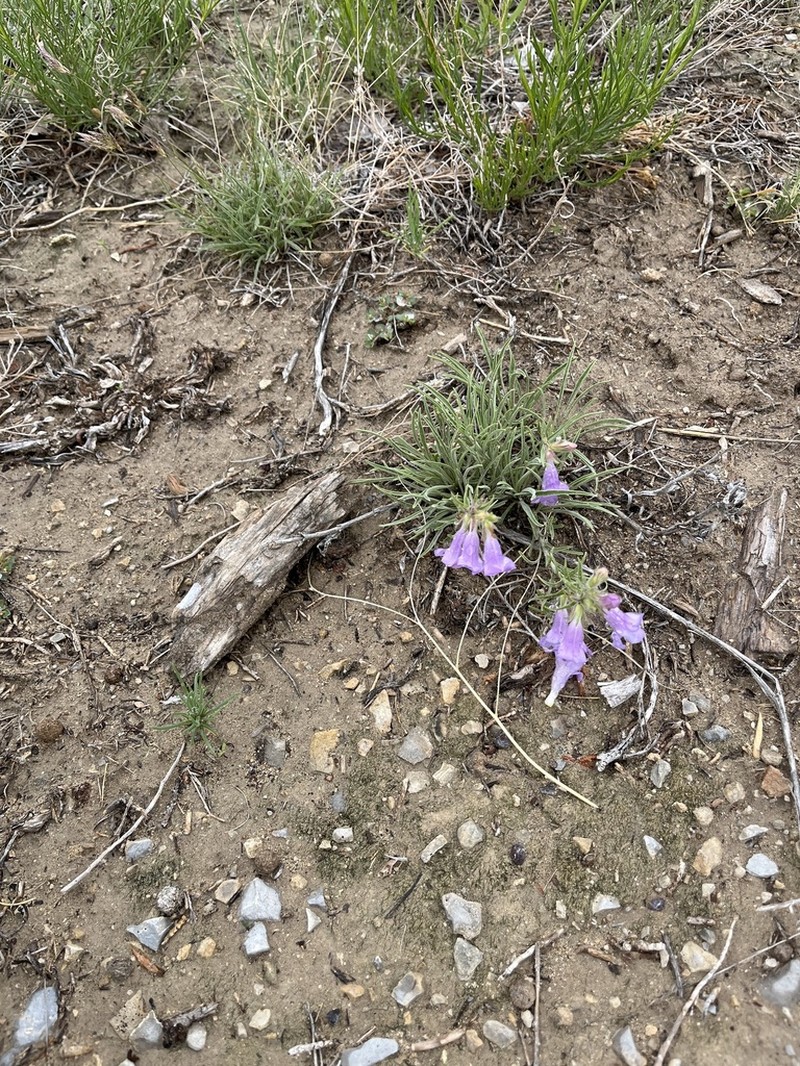 Montezuma County Beardtongue photo 4