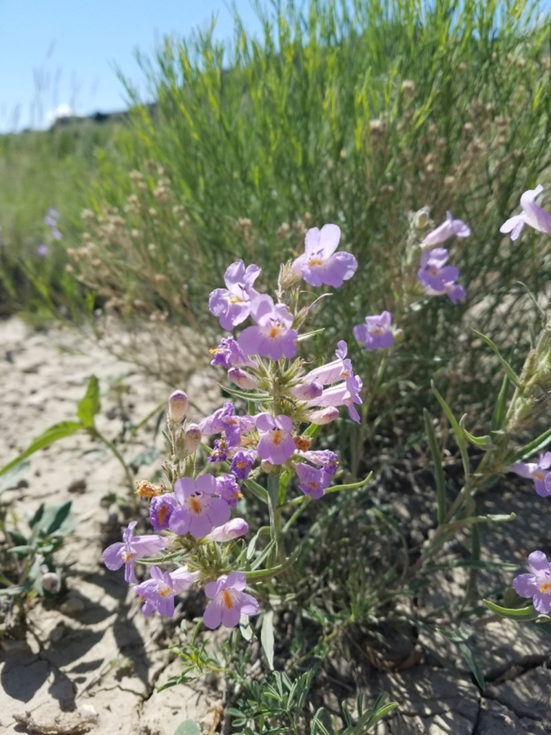 Montezuma County Beardtongue photo 7