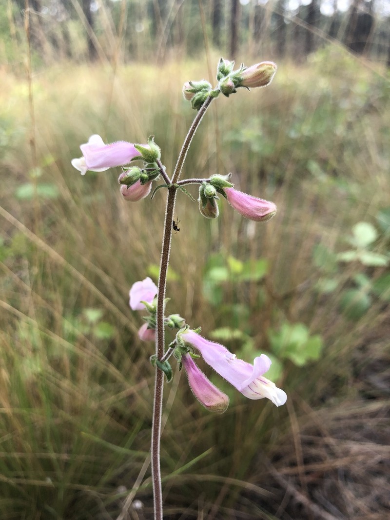 Eustis Lake Beardtongue