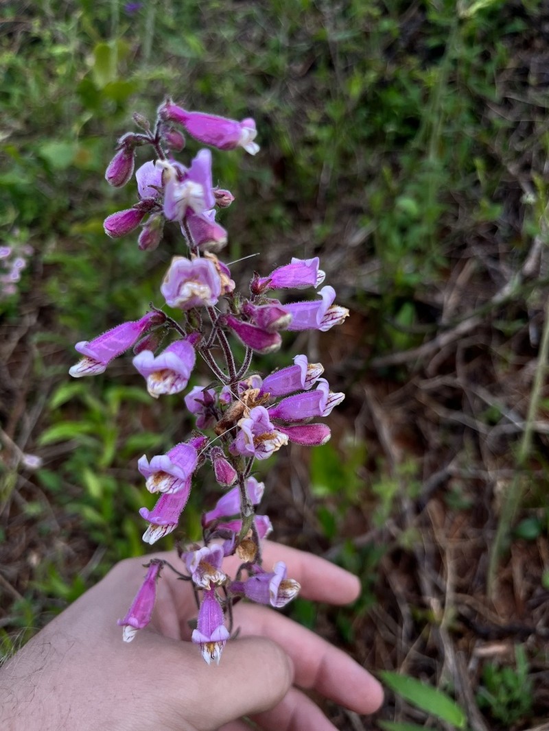 Eustis Lake Beardtongue photo 2