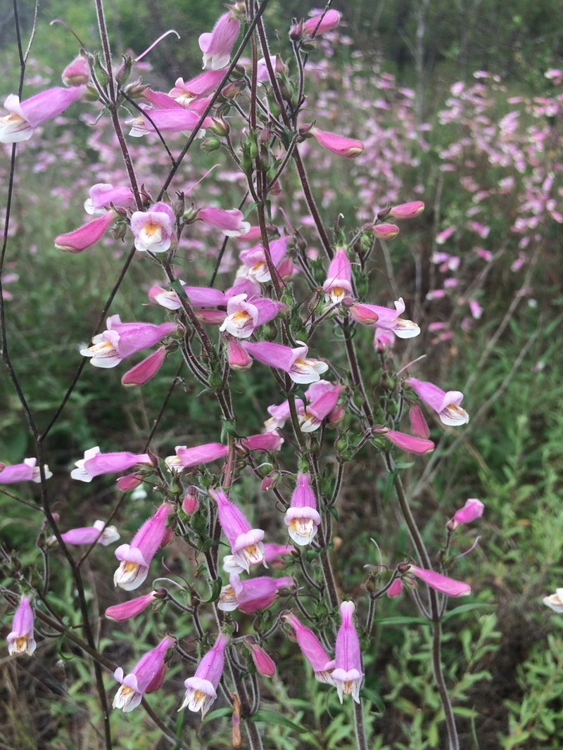 Eustis Lake Beardtongue photo 3