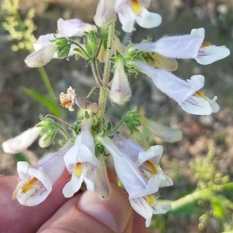 Eustis Lake Beardtongue photo 4