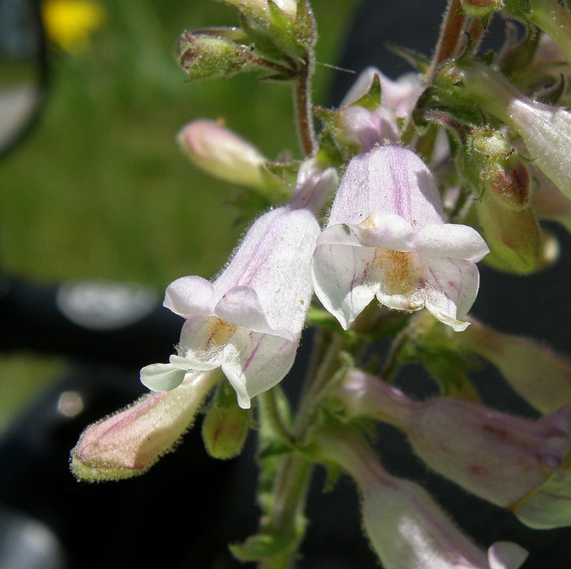 Eustis Lake Beardtongue photo 5