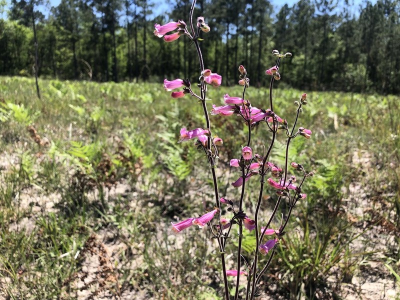 Eustis Lake Beardtongue photo 6