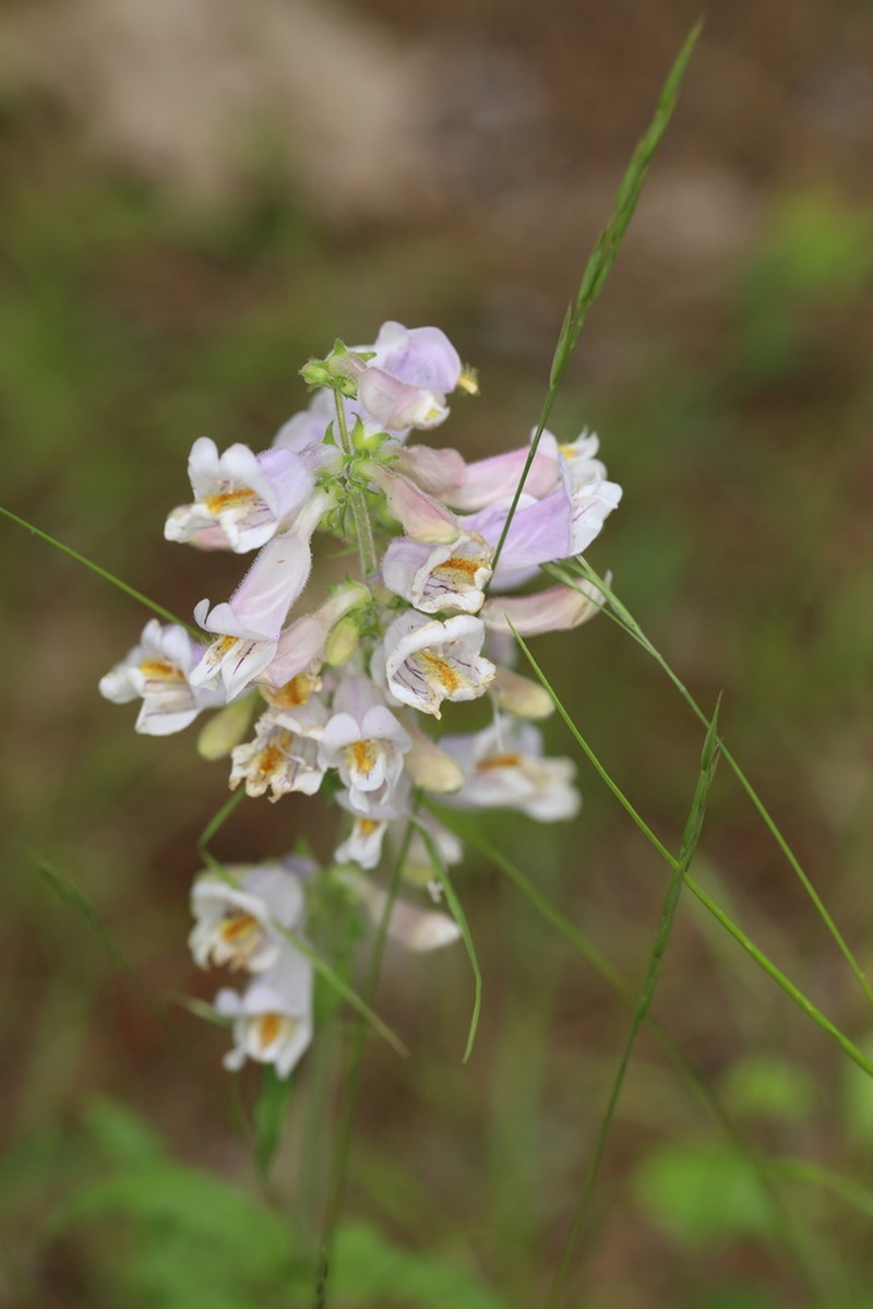 Eustis Lake Beardtongue photo 7