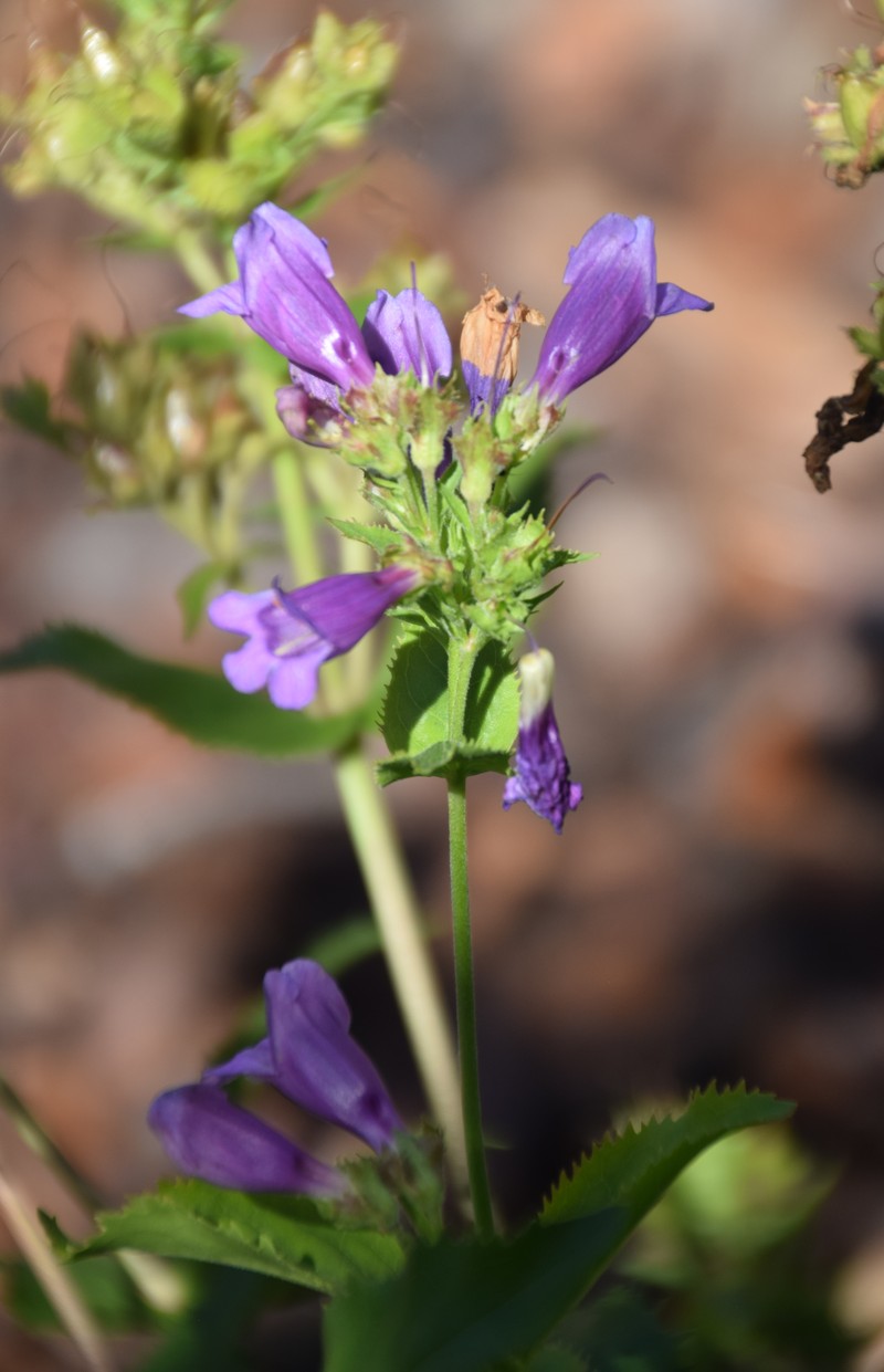 Azure Penstemon