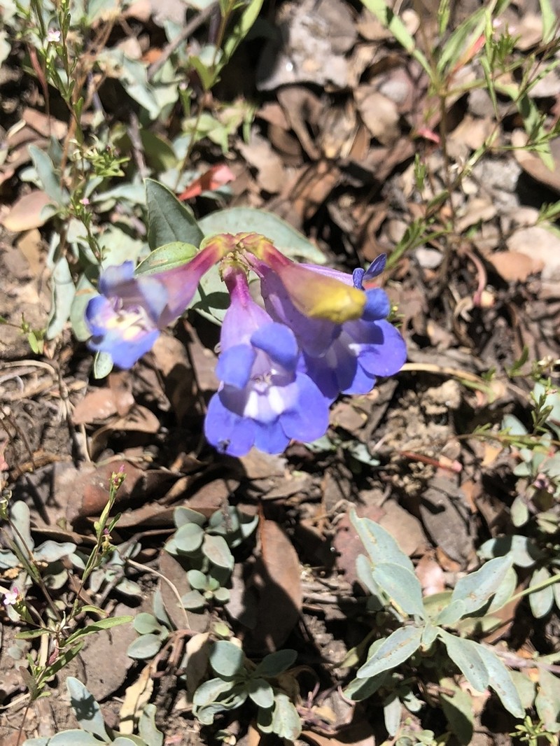 Azure Penstemon photo 2