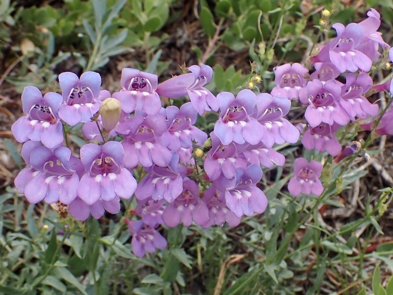 Azure Penstemon photo 3
