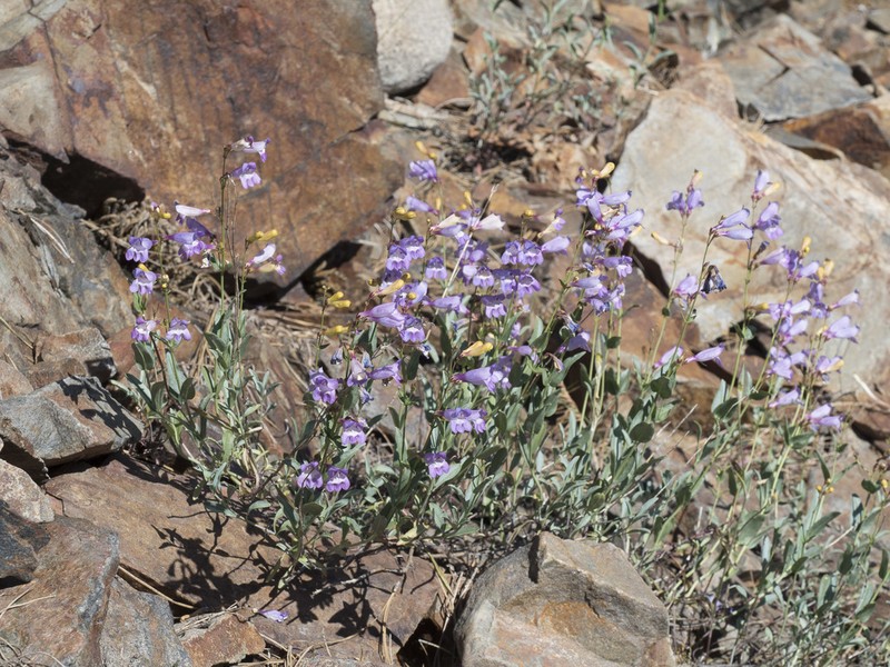 Azure Penstemon photo 4