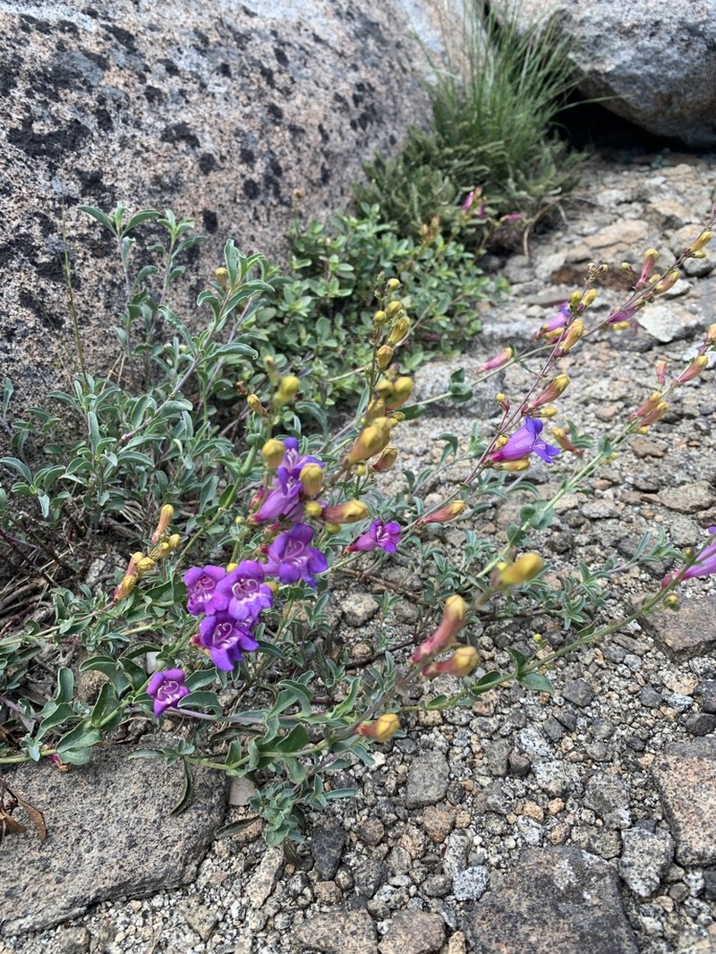 Azure Penstemon photo 5