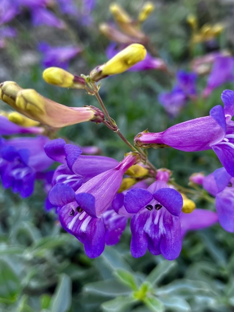 Azure Penstemon photo 6