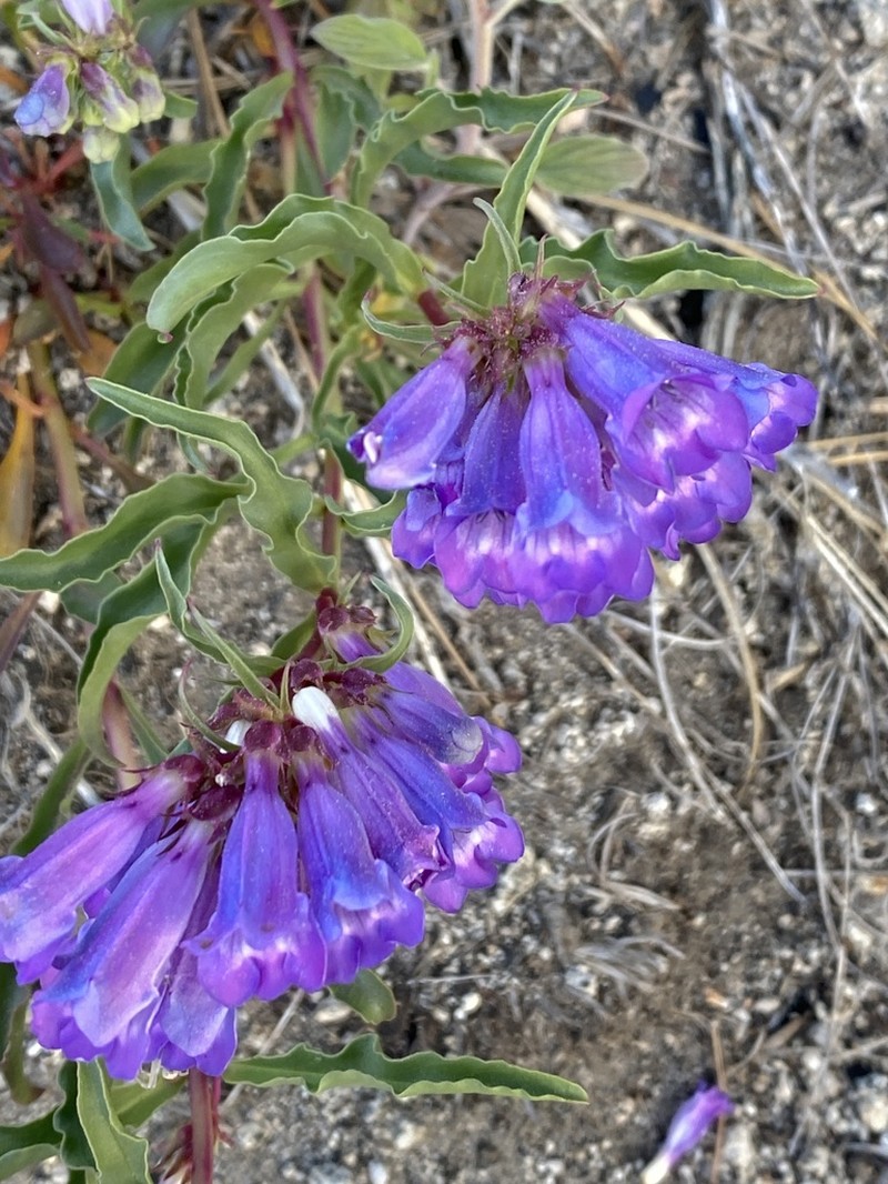 Azure Penstemon photo 7