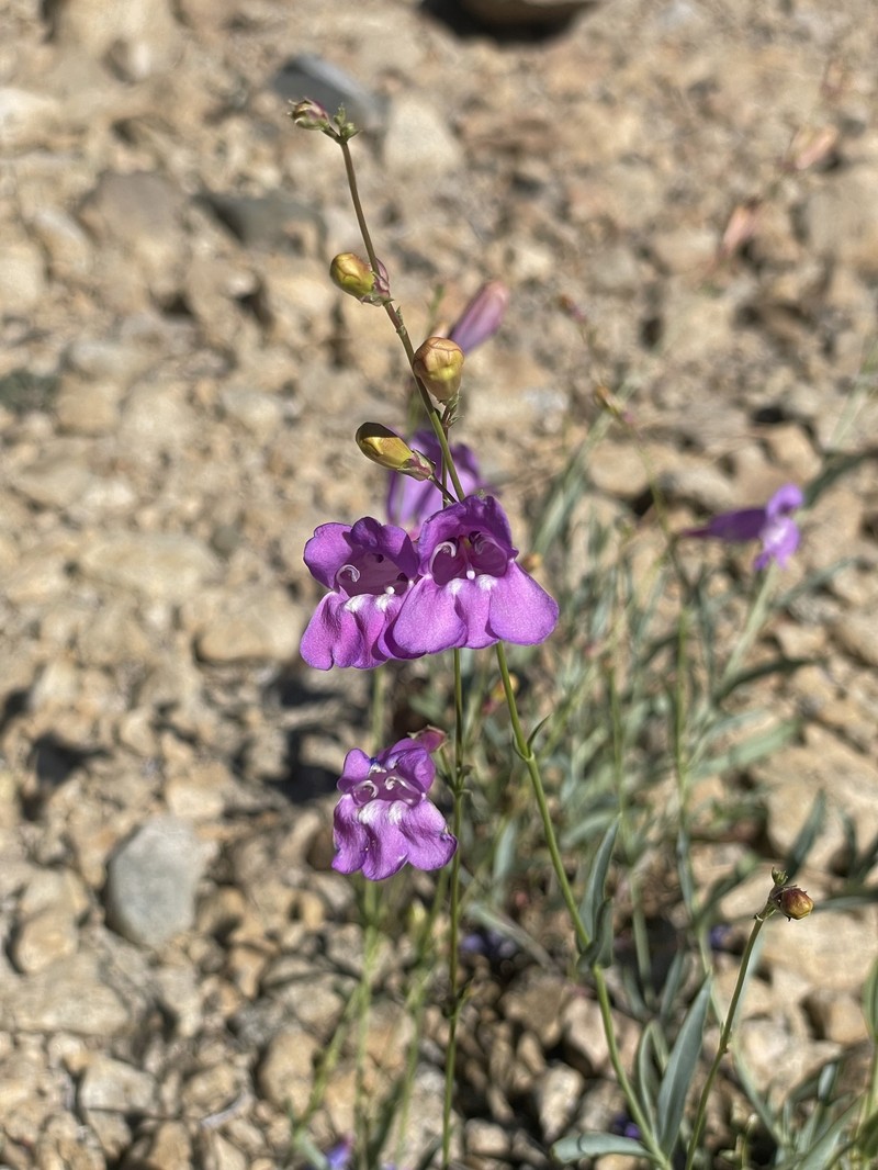 Penstemon azureus var. angustissimus