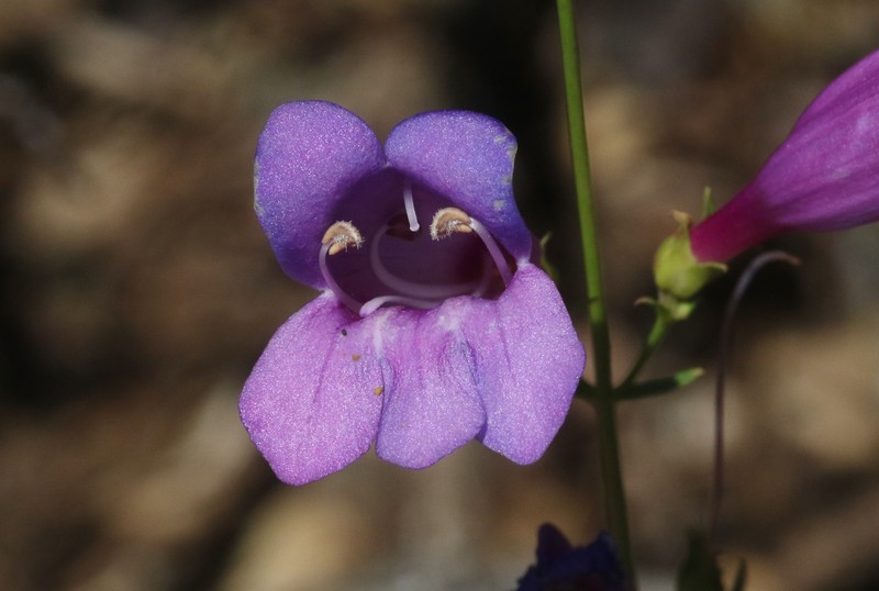 Penstemon azureus var. angustissimus photo 2