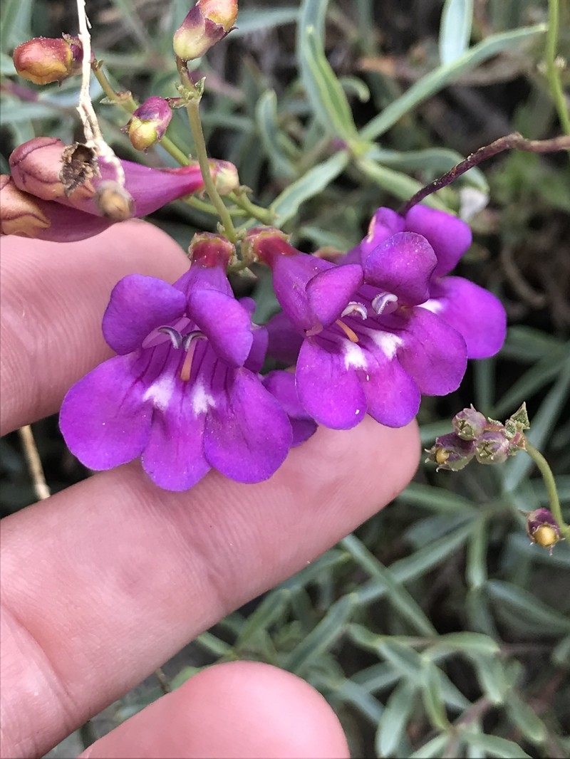 Penstemon azureus var. angustissimus photo 3