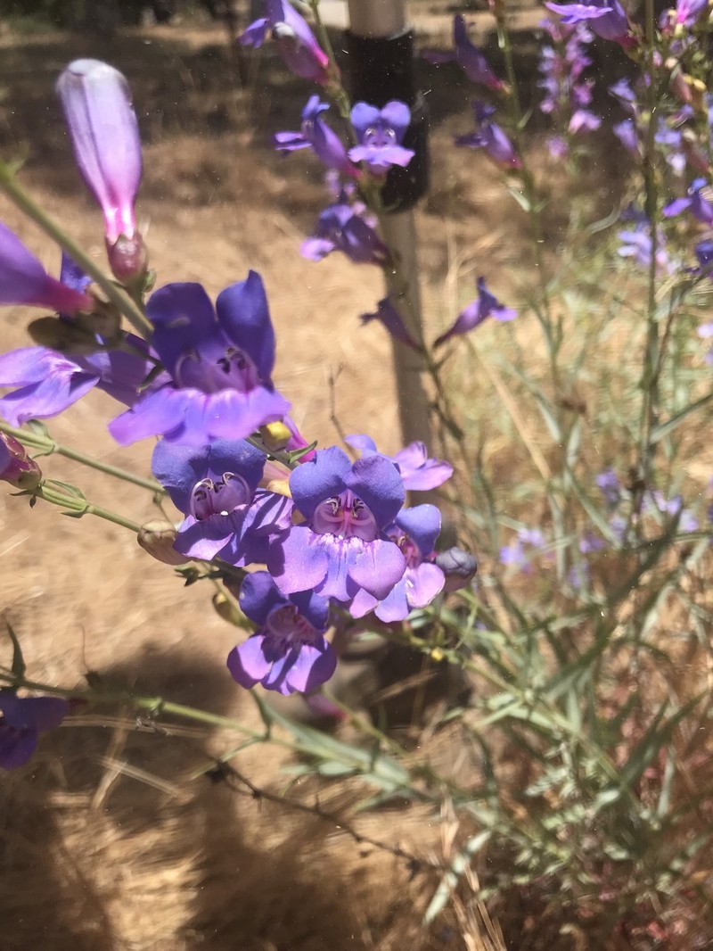 Penstemon azureus var. angustissimus photo 4