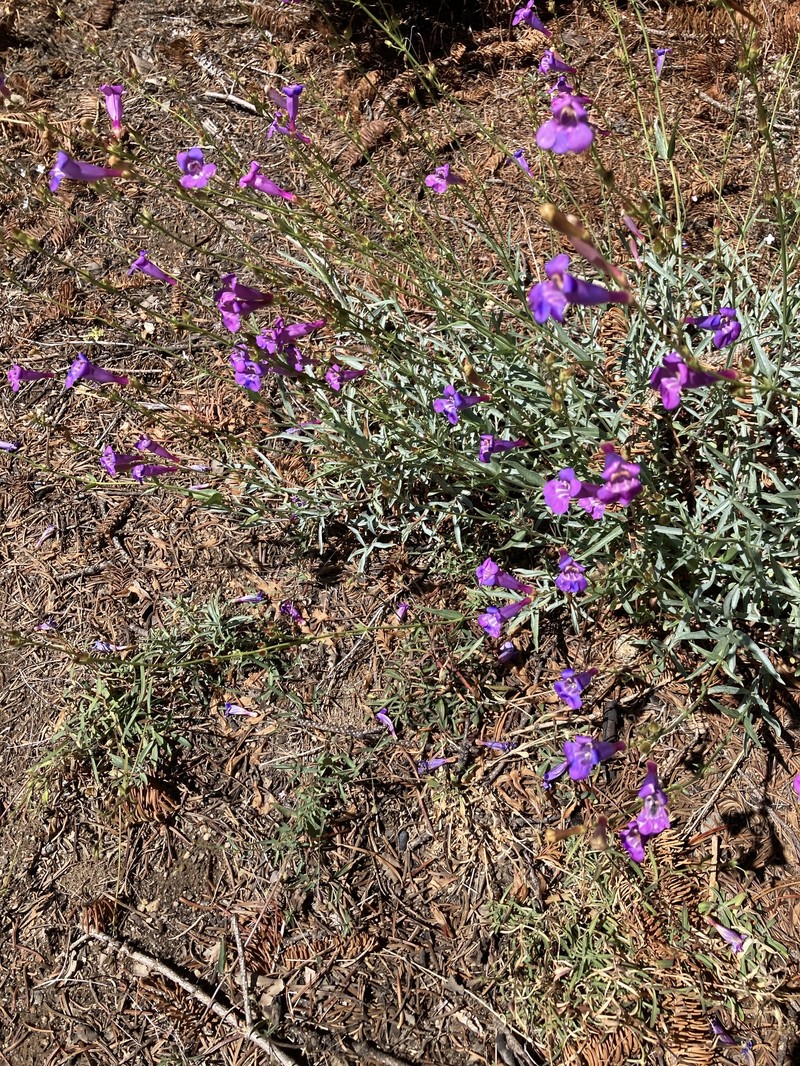 Penstemon azureus var. angustissimus photo 5