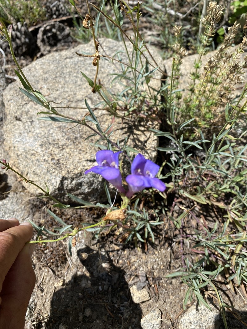 Penstemon azureus var. angustissimus photo 6