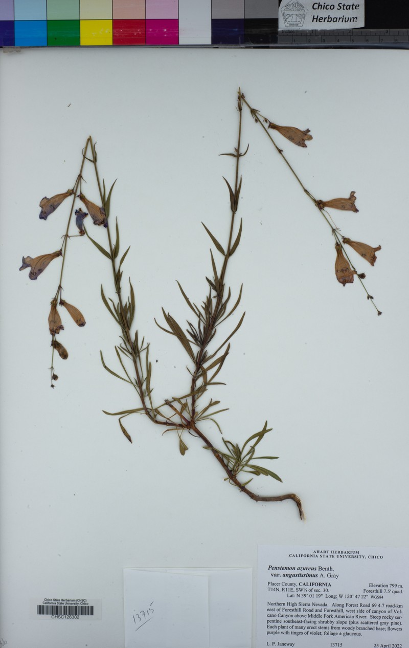 Penstemon azureus var. angustissimus photo 7