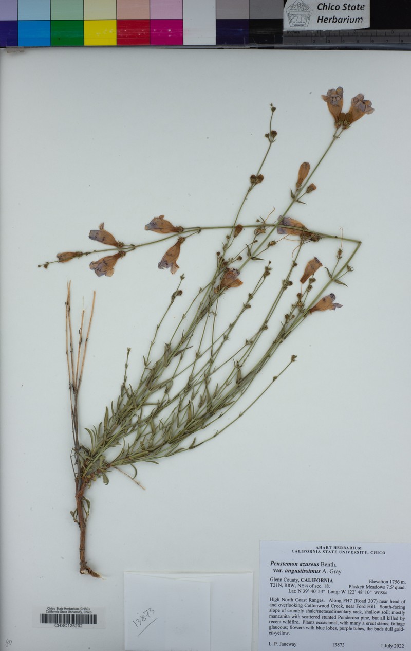 Penstemon azureus var. angustissimus photo 8