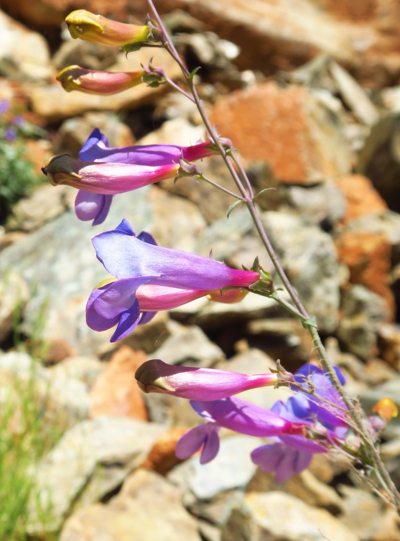 Penstemon azureus var. azureus