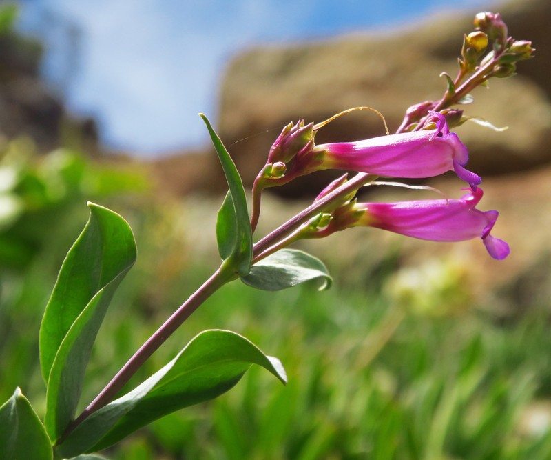 Penstemon azureus var. azureus photo 2