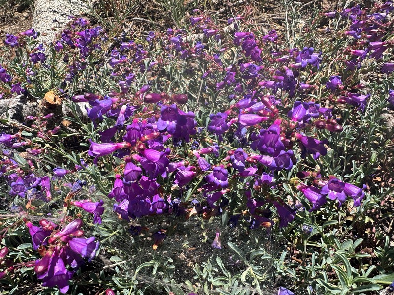 Penstemon azureus var. azureus photo 3