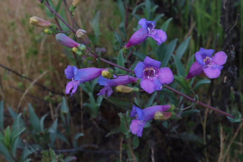 Penstemon azureus var. azureus photo 4
