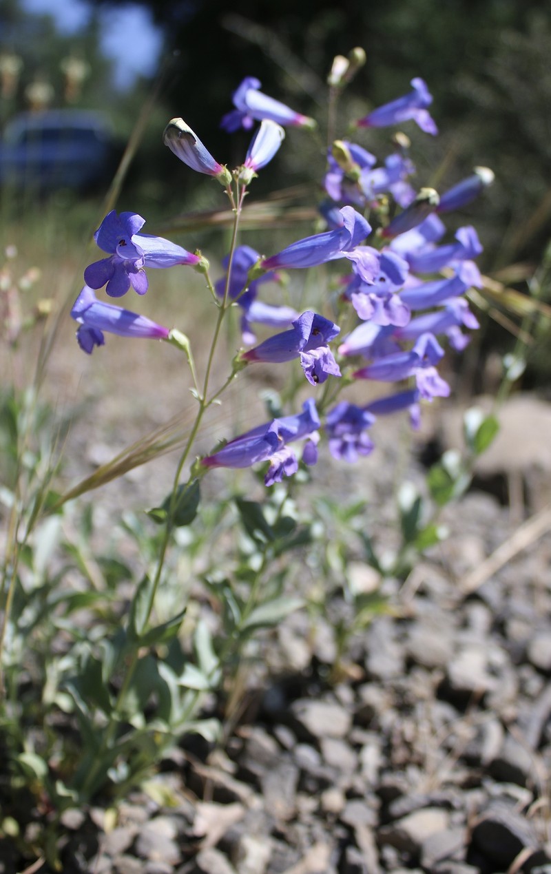 Penstemon azureus var. azureus photo 5