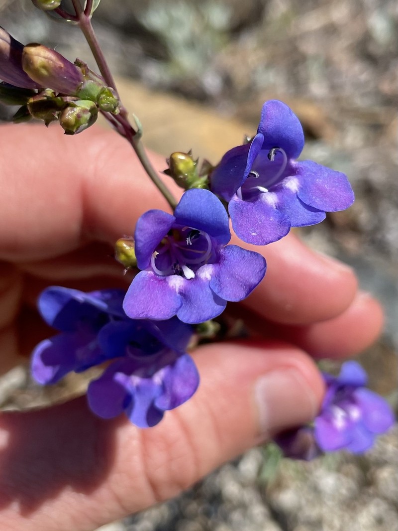 Penstemon azureus var. azureus photo 6