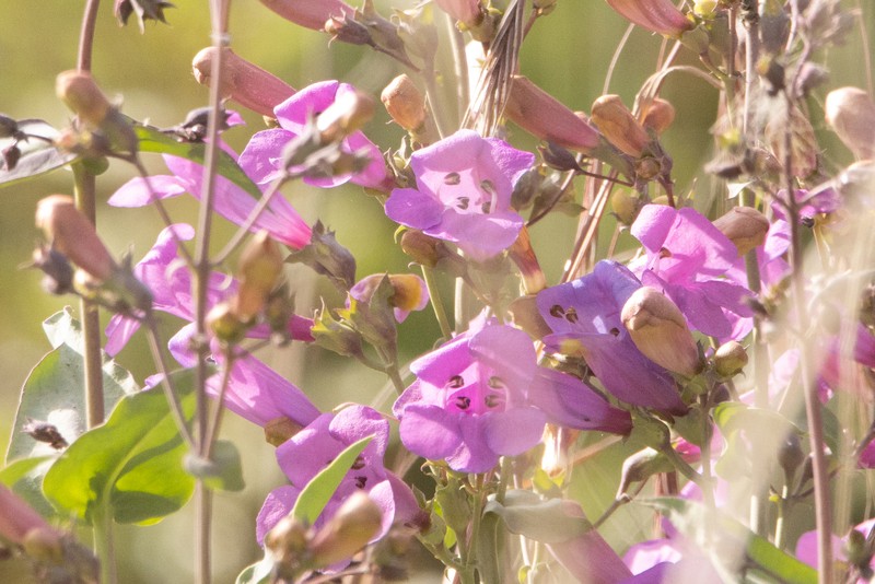 Penstemon azureus var. azureus photo 7