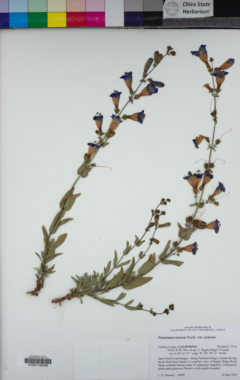 Penstemon azureus var. azureus photo 8