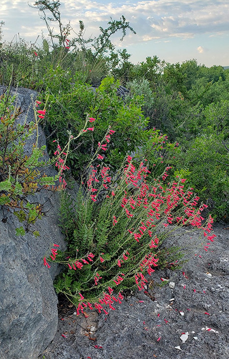 Baccharisleaf Beardtongue