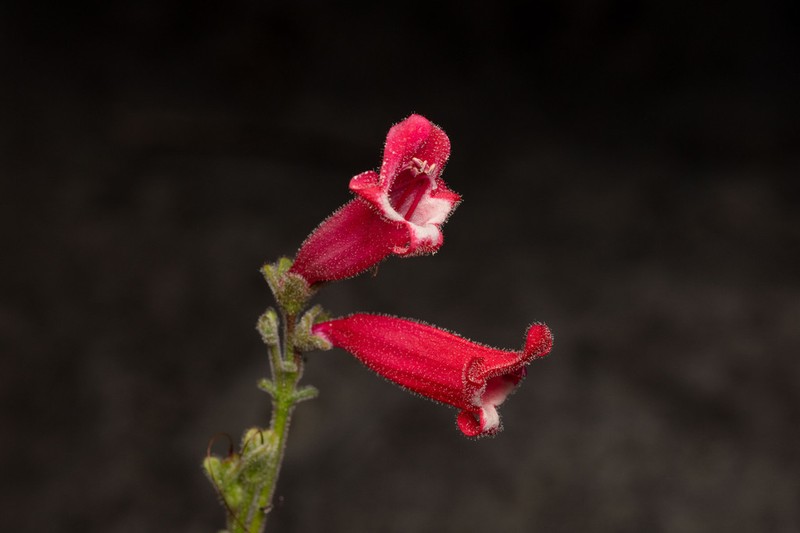 Baccharisleaf Beardtongue photo 2