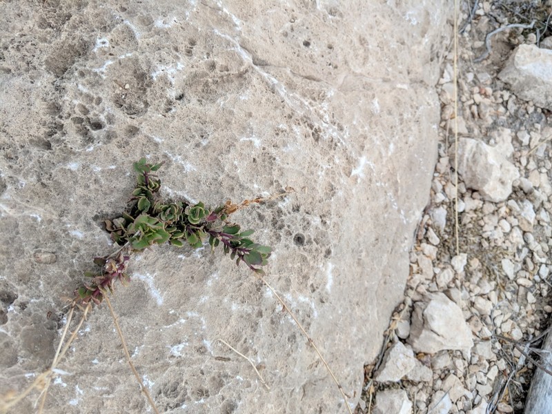 Baccharisleaf Beardtongue photo 3