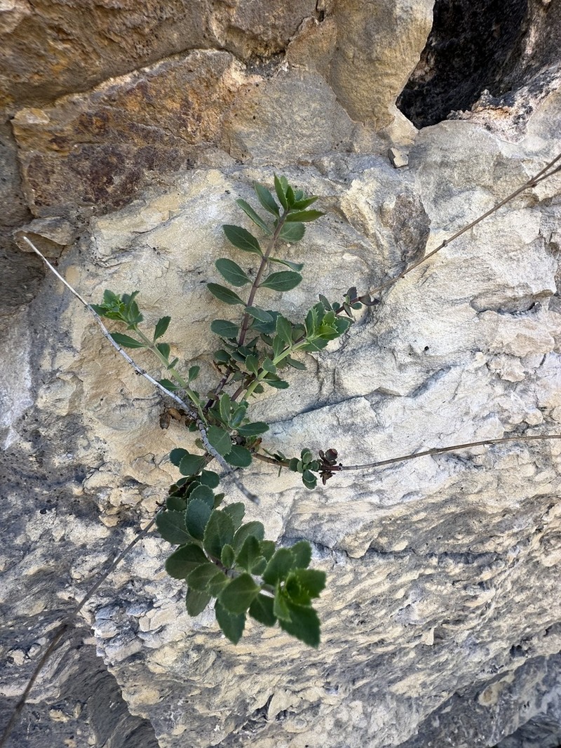 Baccharisleaf Beardtongue photo 4