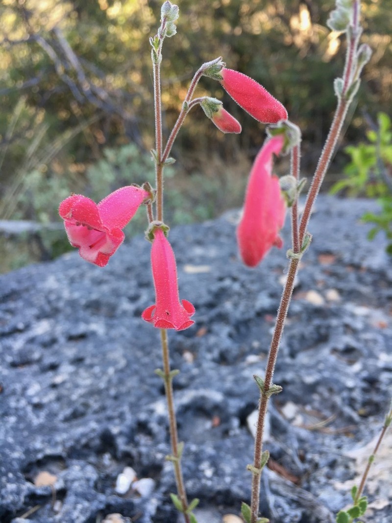 Baccharisleaf Beardtongue photo 5
