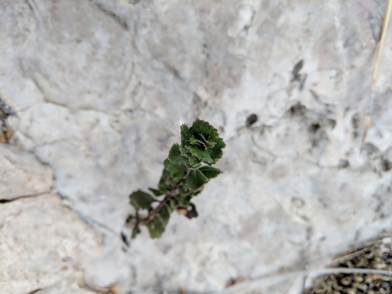 Baccharisleaf Beardtongue photo 6