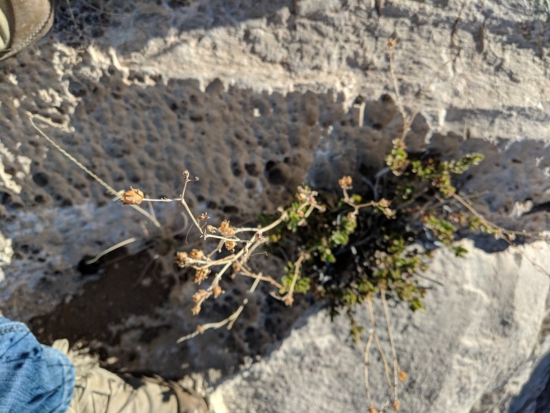 Baccharisleaf Beardtongue photo 7
